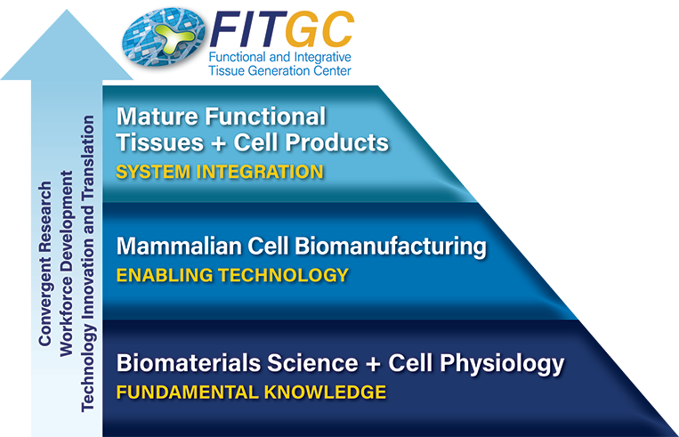 FITGC pyramid: starting from bottom: Biomaterials Science + Cell Physiology - Fundamental Knowledge; level 2: Mammaliam Cell Biomanufacturing - Enabling Technology; top level: Mature Functional Tissues + Cell Products - System Integration; arrow on the left hand side: Convergent Research Workforce Development Technology Innovation and Translation