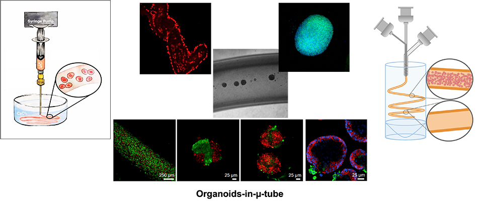 image of Hydrogel Microtubes for Organoid Cultures