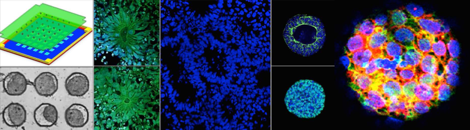 photolithograpy paCerned chambers for cardiomypcytes and 3D PSCs