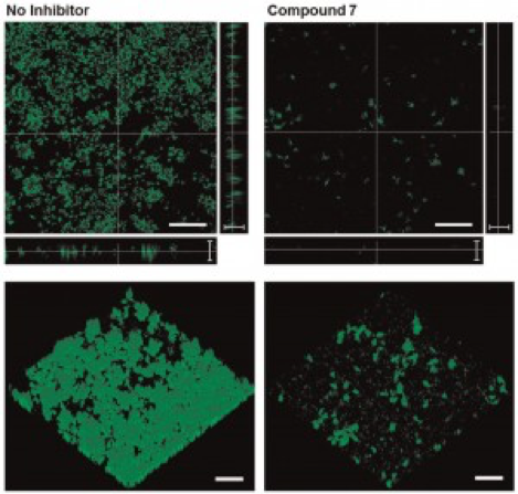 Confocal micrographs of P. aeruginosa biofilms inhibited by natural products inspired compounds