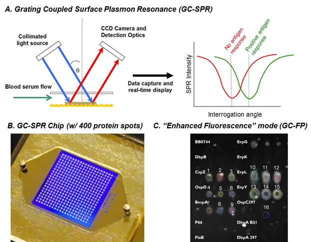 Figure 3: The principle of grating-coupled surface plasmon resonance (GC-SPR) for biosensing. B) An example of a GC-SPR chip is shown, with a 20x20 array of proteins (400 total). C) The image shown is of a GC-SPR chip exposed to blood serum from a mouse infected with Lyme disease. White spots show a positive detection of antibodies against Lyme disease in a mouse.
