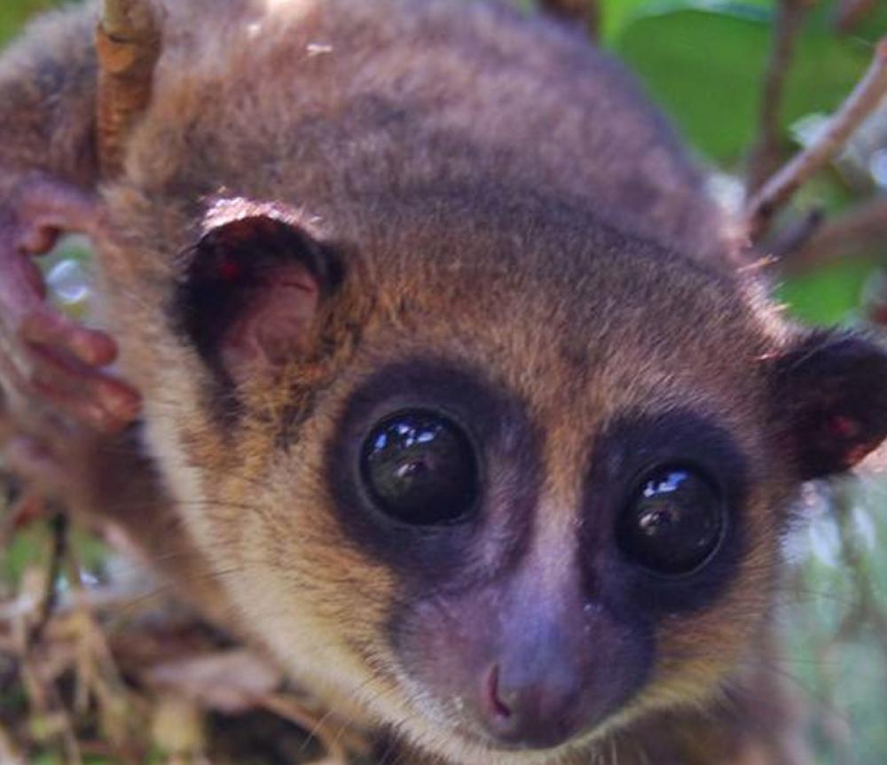 Lemur 800x680