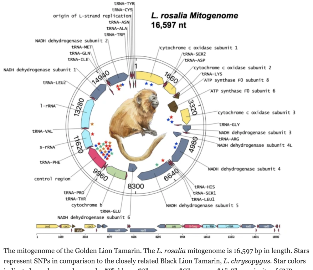 Figure of golden lion tamarin from research by Sydney McGraw