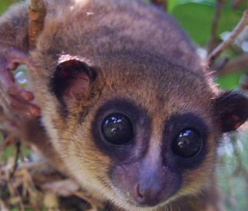 Lemur 800x680