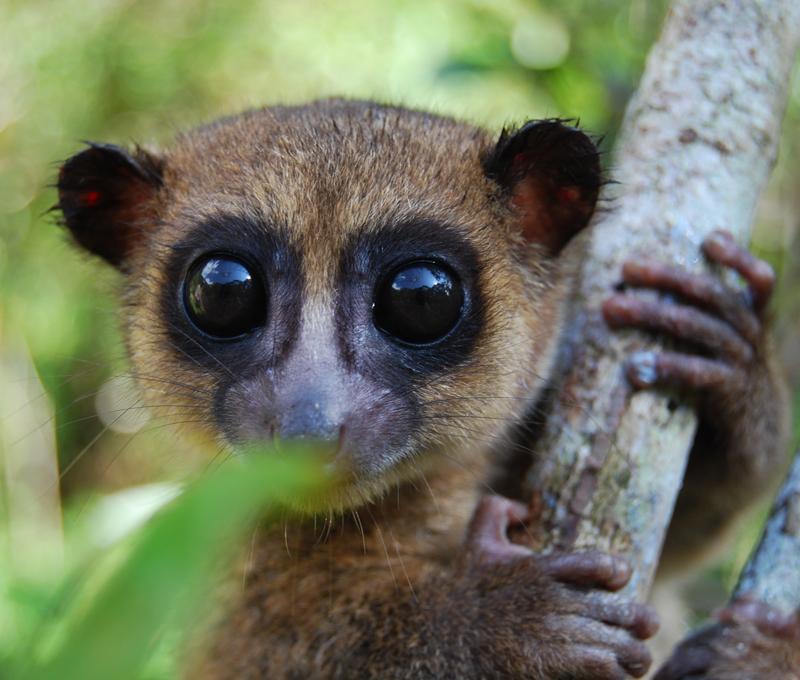 MRCVSonline Lemur Story 800x680