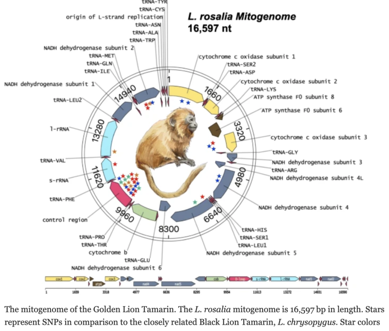 Figure of golden lion tamarin from research by Sydney McGraw